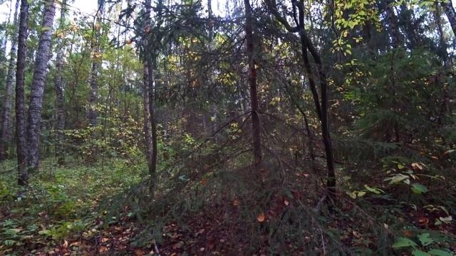 ШКВАЛ МОЛОДЫХ БЕЛЫХ ГРИБОВ! 200 ШТУК ЗА УТРО! ПРОБУЮ ЛИСИЧКУ ТРУБКОВИДНУЮ! ГРИБЫ В СЕНТЯБРЕ 2021! смотреть онлайн