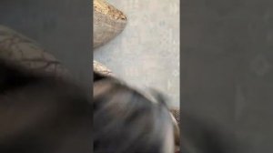 Злой мопс! Это не миф, мопс не даёт стричь ногти