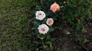 Rose Amnesia, как кофе под тонким слоем серебристой пудры - Роза Амнезия обзор цветения!
