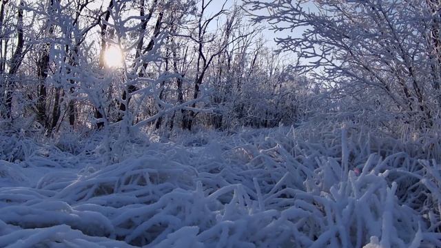 Зимний вечерний лес. Зимние пейзажи в 4к 2160р 60fps. Зимние футажи. Релакс-видео.