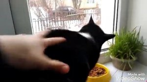 Котики сидят на окне