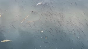 Специалисты выяснили, почему в реке Яуза массово гибнет рыба