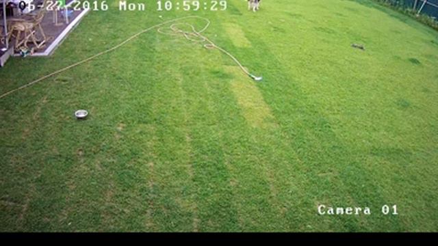 Хаски Онлайн (Альва и её семь щенков). Husky online смотреть онлайн