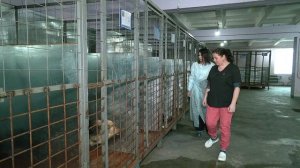 В Шимановске в приюте для бездомных собак количество мест увеличат до 300