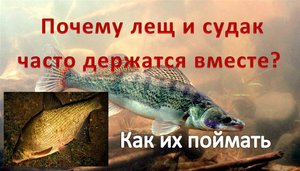 Почему Лещ и Судак часто держатся вместе? Ловля судака на донку.