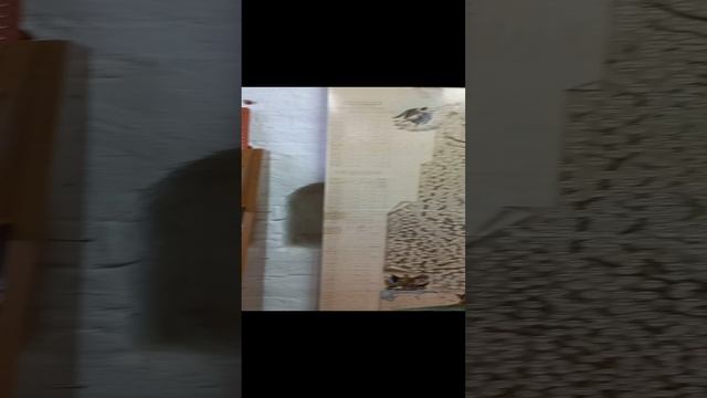 генеологическое древо