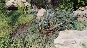 Цинерария приморская - обрезка 2