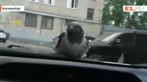 Ворона едет на работу