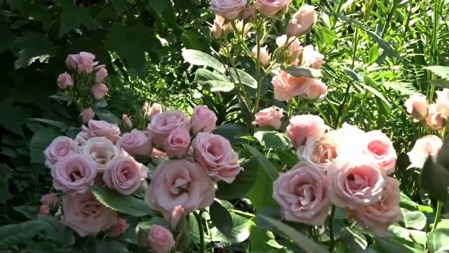 Розы. Красивые розы моего сада. Июль. смотреть онлайн