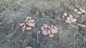 Картофель Ред Леди