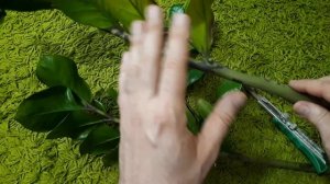 Морщатся и желтеют стволы замиокулькаса? Узнайте причину в видео! Размножение замокулькаса листом