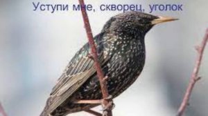 Заболоцкий Н. "Уступи мне, скворец, уголок"