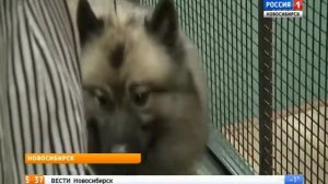 Новосибирские новости о шпицах  - кеесхондах ( Ева из Мирашела )