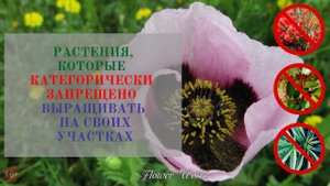 Растения, которые категорически запрещено выращивать на своих участках.