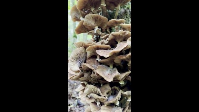 Грибы на дереве смотреть онлайн