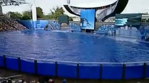 Believe   The Complete Shamu Show at Sea World