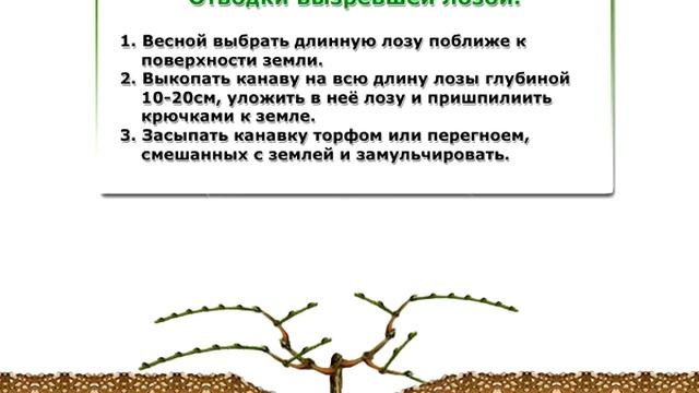 15. Способы размножения винограда | Размножение винограда