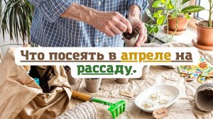 Что посеять в апреле на рассаду.💐