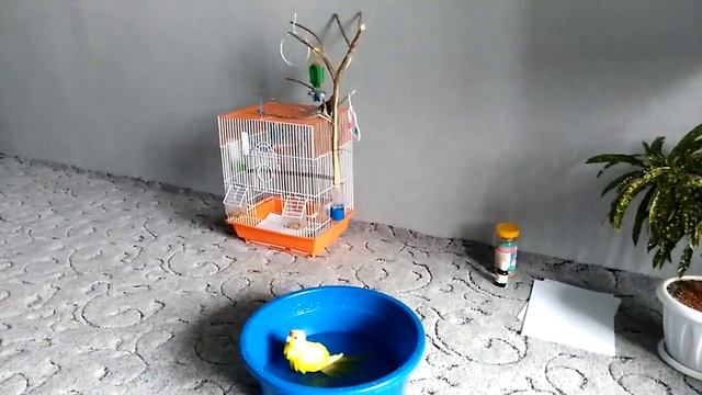 Попугай купается и сушится на батарее "Какарик" . смотреть онлайн