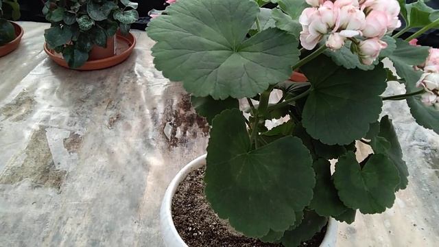 #26.Несчастье с Fishers Appleblossom Rosebud! смотреть онлайн