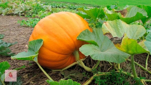 Даже ОДИН кусочек ТЫКВЫ ВЫЗЫВАЕТ НЕОБРАТИМЫЕ процессы в организме человека. СЕКРЕТЫ ТЫКВЫ... смотреть онлайн