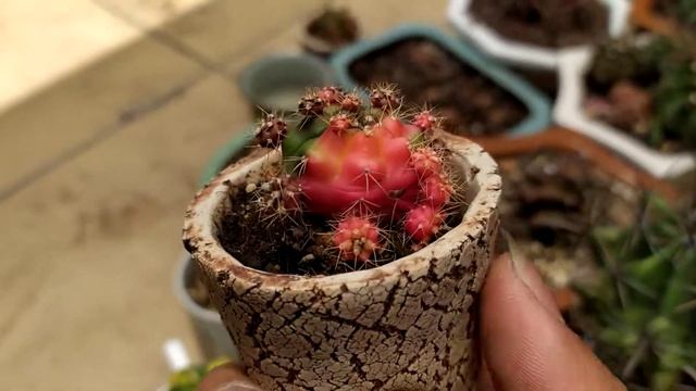 Gymnocalycium damsii var review смотреть онлайн