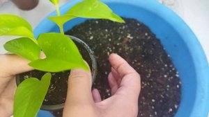 Повседневные заботы/ Растения с красивой листвой ??/ Эпипремнум Неон/ Аихризон и гинура вариегатные