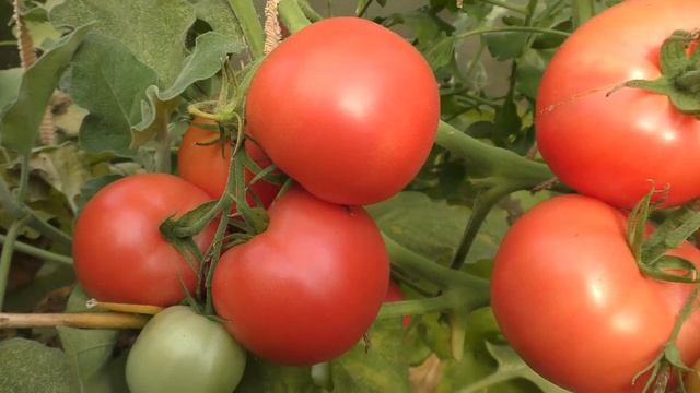 Томаты малиновой серии ? Характеристика и обзор сортов смотреть онлайн