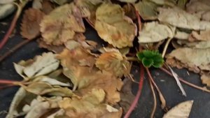 Что лучше для клубники бугры или прямые грядки.... при морозе -40° Выживаемость 100%.