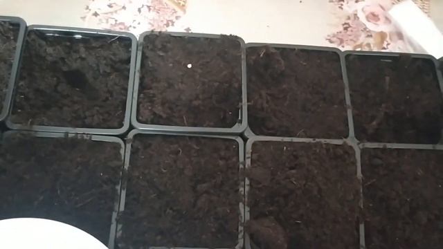 Время сеять ПЕРЦЫ и БАКЛАЖАНЫ смотреть онлайн