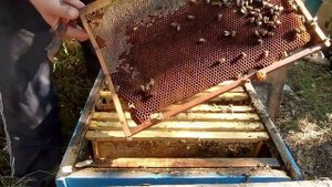 Отравление семьи пчел при обработке из дым-пушки...