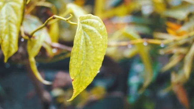 Rain (Sony a5000 with Meike lens 50mm f/2.0) смотреть онлайн