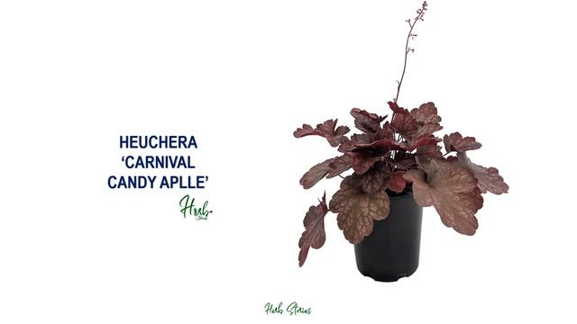 89 HEUCHERA (CORAL BELLS) SPECIES | HERB STORIES смотреть онлайн