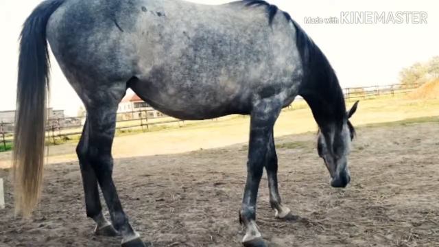 Семья лошадей! смотреть онлайн