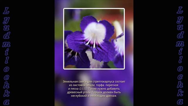 Стрептокарпус. Уход в домашних условиях смотреть онлайн