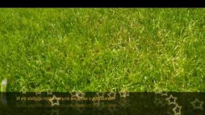 Я поймал 2 зелёных ящериц