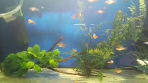 Меченосцы Санта Клаус - кои или кохаку?