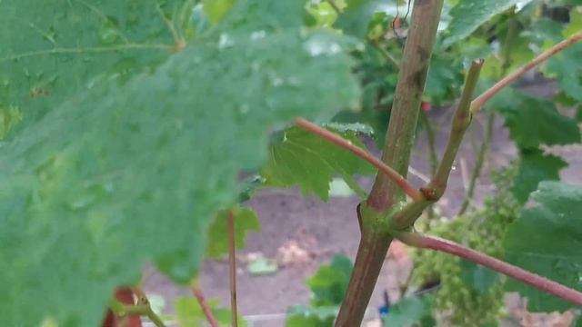 Дожди, оидиум и борьба за урожай. Показываю все как есть! Сорта проходят испытание на моем участке смотреть онлайн