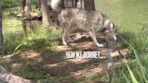 Хаски очень любит воду
