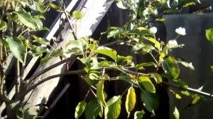 Груша зацвела в августе.