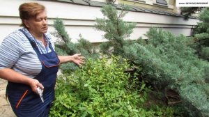 Как правильно ОБРЕЗАТЬ  СПИРЕЮ, чтобы был красивый куст.
