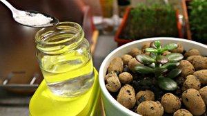 Добавляйте это в воду для полива домашних цветов и они будут цвести круглый год! Лимонная кислота