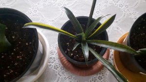 Посмотрите не большой обзор сансевиерий из 21шт.