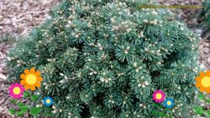 Пихта корейская Блауер Эскимо. Краткий обзор, описание характеристик abies koreana Blauer Eskimo