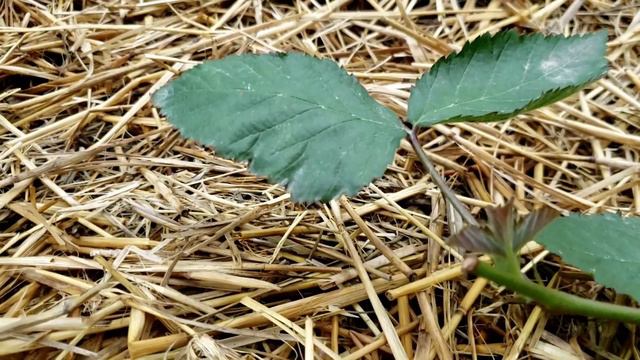 Посадка летних сортов ежевики летом.Какие возникают вопросы смотреть онлайн