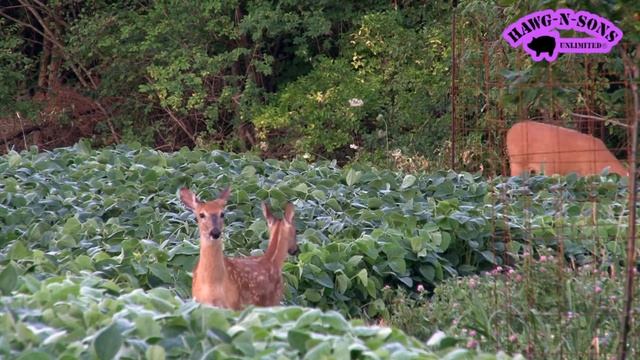 Deer Hunting - Trophy Alpha Whitetail Does Bucks & SUPER Stand Location смотреть онлайн