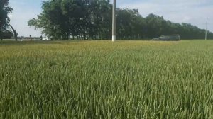 Густота пшеницы при разных нормах высева. Сорт Таня и сорт Торрилд