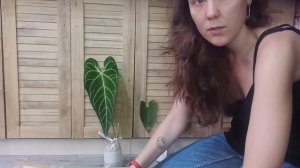 Распаковка Эквадорских антуриумов. Регал, люксурианс дарк, корругатум