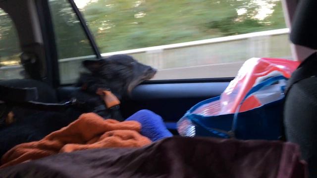 Chloe Ascends Magnolia Bridge смотреть онлайн