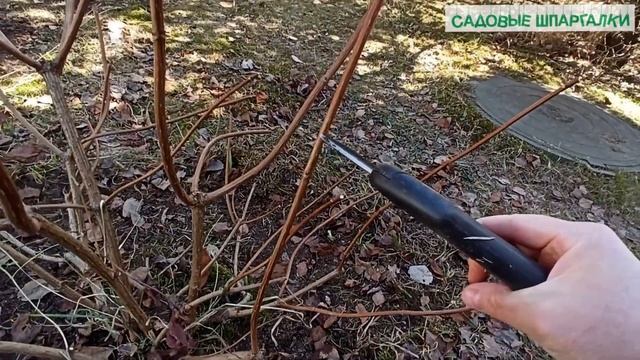 Гортензия метельчатая: обрезка в зависимости от цели.